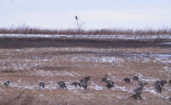 A hawk perched in a small tree with canadian geese wandering about in Croton Point Park.