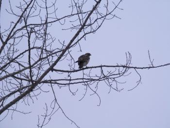 A hawk perched in a tree in Croton-on-Hudson.