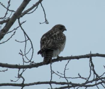 A hawk perched in a tree in Croton-on-Hudson. One of my favorites.