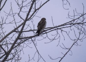 A hawk perched in a tree in Croton-on-Hudson.