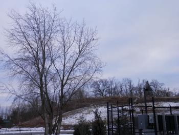 Wide-angle view of a hawk perched in a tree in Croton on Hudson.