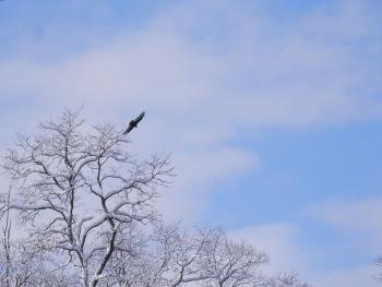 A turkey vulture flying viewed from my kitchen window.