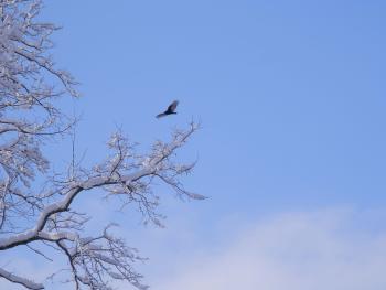 A turkey vulture flying viewed from my kitchen window.