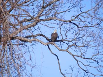 A bald eagle perched in tree at Croton Point Park.