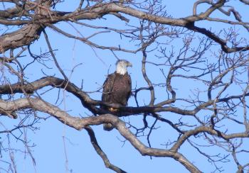 A bald eagle perched in tree at Croton Point Park. One of my favorites.
