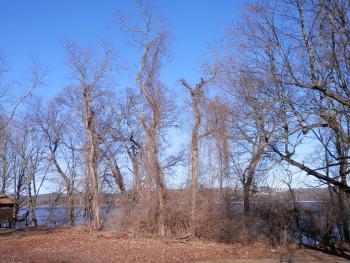 Wide-angle view of a bald eagle perched in tree at Croton Point Park.
