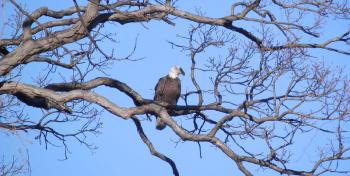 A bald eagle perched in tree at Croton Point Park.