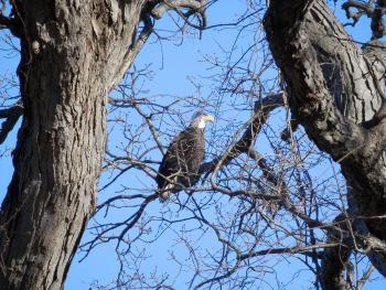 A bald eagle perched in tree at Croton Point Park.