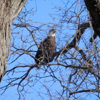 A bald eagle perched in tree at Croton Point Park.