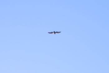 A raptor flying over Croton Point Park.