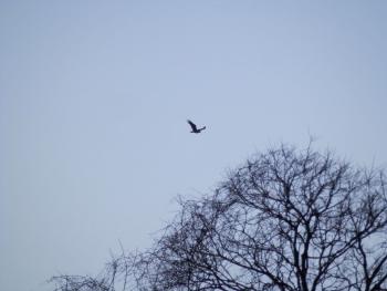 A raptor flying over Croton Point Park.