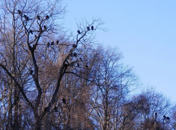 Vultures roosting in trees in Croton on Hudson.