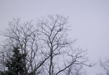 A hawk perched in distant tree viewed from my kitchen window.