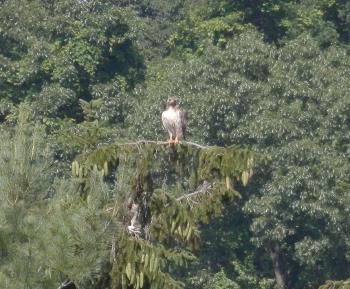 Red-tailed hawk in Croton on Hudson (upper village)