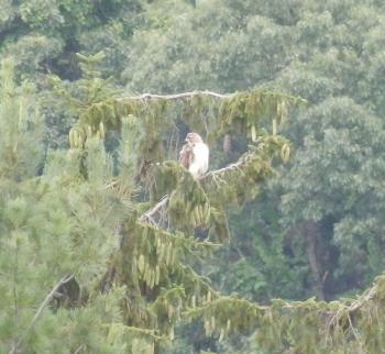 Red-tailed hawk in Croton on Hudson (upper village)