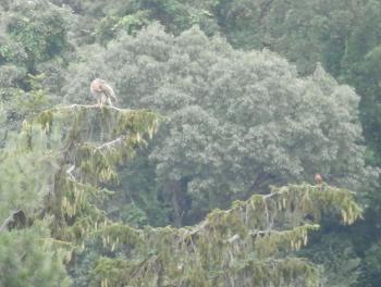 Red-tailed hawk and robin in Croton on Hudson (upper village)