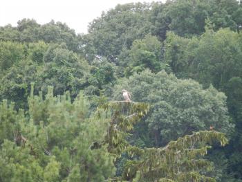 Red-tailed hawk and robin in Croton on Hudson (upper village)