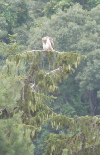 Red-tailed hawk ready to launch in Croton on Hudson (upper village)