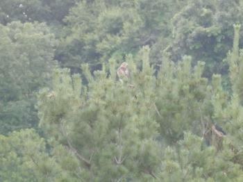 Red-tailed hawk in Croton on Hudson (upper village)