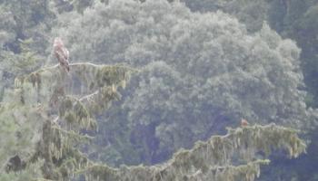 Red-tailed hawk and robin in Croton on Hudson (upper village)