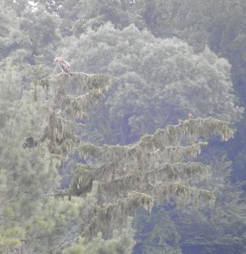 Red-tailed hawk and robin in Croton on Hudson (upper village)