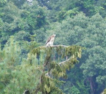 Red-tailed hawk in Croton on Hudson (upper village)