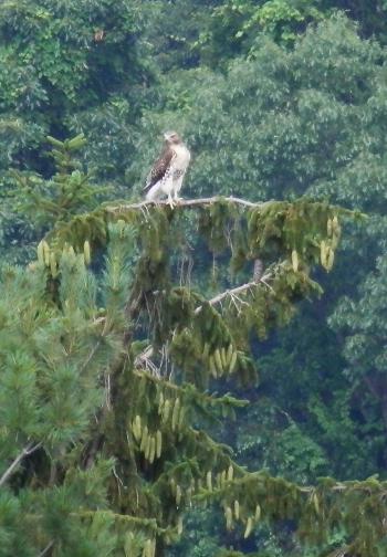 Red-tailed hawk in Croton on Hudson (upper village)