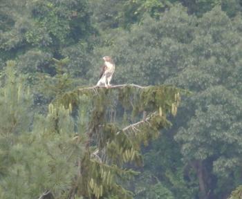 Red-tailed hawk in Croton on Hudson (upper village)