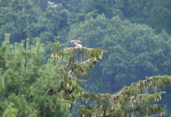 Red-tailed hawk in Croton on Hudson (upper village)