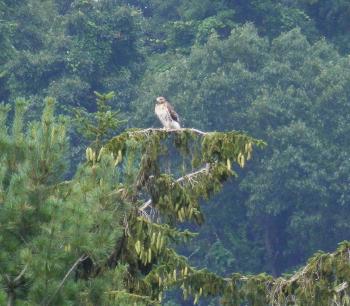 Red-tailed hawk in Croton on Hudson (upper village)