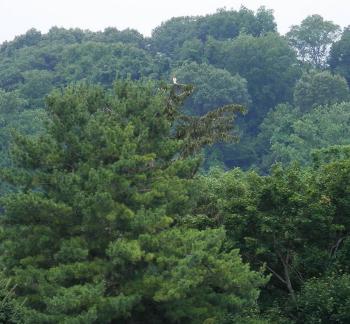 Red-tailed hawk in the distance. Croton on Hudson (upper village)