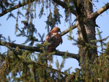 Red-tailed hawk in nearby pine tree. Croton on Hudson (upper village).