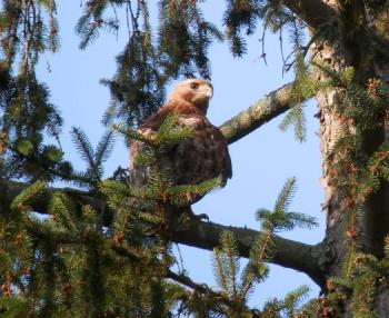 Red-tailed hawk in nearby pine tree. Croton on Hudson (upper village). One of my favorites.