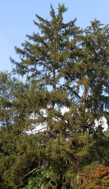 Red-tailed hawk in nearby pine tree (low zoom). Croton on Hudson (upper village).