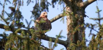 Red-tailed hawk in nearby pine tree. Croton on Hudson (upper village). One of my favorites