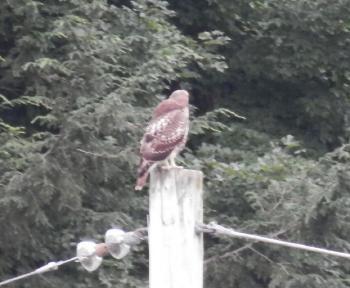 Red-tailed hawk on utility pole in Croton on Hudson (upper village)