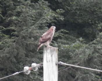 Red-tailed hawk on utility pole in Croton on Hudson (upper village)