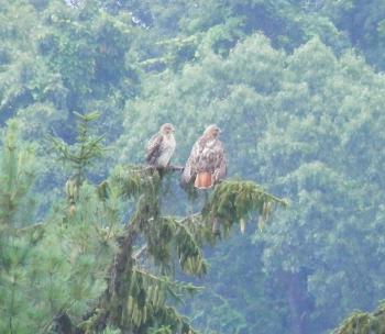 Red-tailed hawks on distant pine tree in Croton on Hudson (upper village)