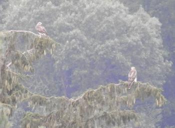 Red-tailed hawks on distant pine tree in Croton on Hudson (upper village)