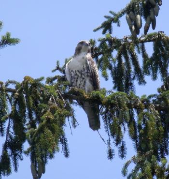 Red-tailed hawk on nearby pine tree in Croton on Hudson (upper village)