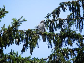 Red-tailed hawk on nearby pine tree in Croton on Hudson (upper village)