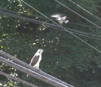 Red-tailed hawk on nearby utility line with territorial blue jay. Croton on Hudson (upper village)