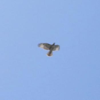 Red-tailed hawk in flight in Croton on Hudson (upper village)