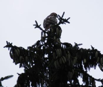 Red-tailed hawk in nearby pine tree. Croton on Hudson (upper village).