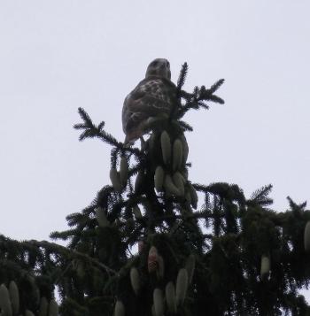 Red-tailed hawk in nearby pine tree. Croton on Hudson (upper village).