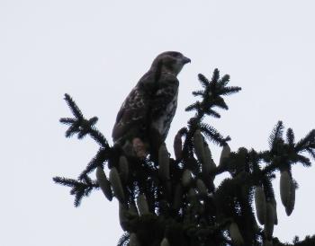 Red-tailed hawk in nearby pine tree. Croton on Hudson (upper village).