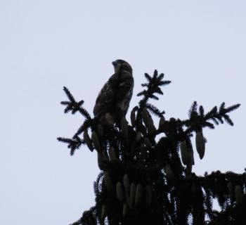 Red-tailed hawk in nearby pine tree. Croton on Hudson (upper village).