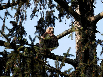 Neighborhood Hawks