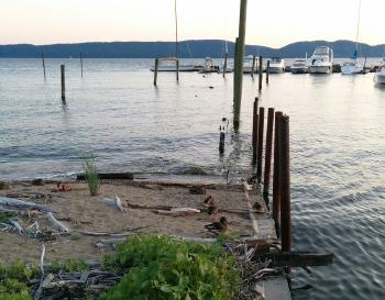 Ducks in a row. Ducks on shore of Hudson River.