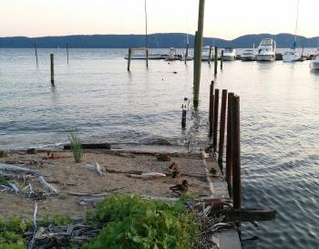 Ducks in a row. Ducks on shore of Hudson River.